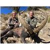 Image 9 : Mouflon Sheep Hunt in Spain with Giuseppe & Curro Carrizosa - SPAIN