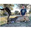Image 1 : 4 days Fallow deer or Roe deer hunt in Spain for 1 hunter + 1 non-hunter companion with Eurohunts