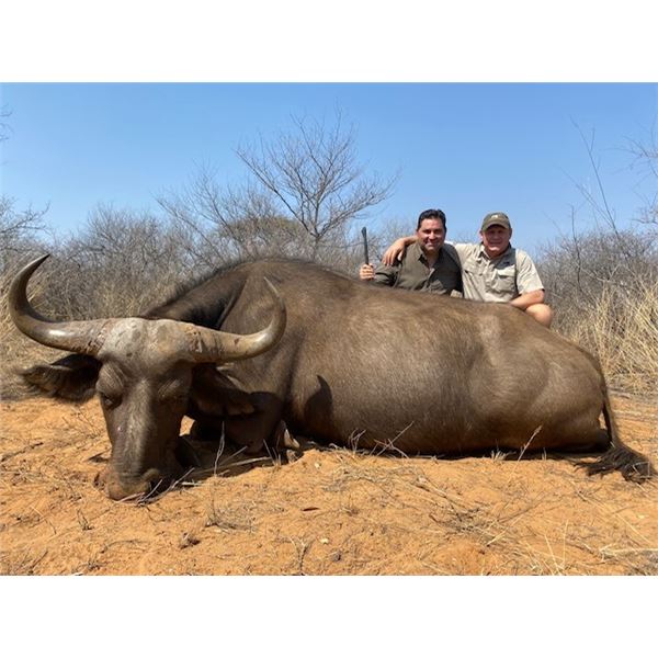 South Africa Cow Cape Buffalo and Plains Game Hunt for Two with Elandsbosch Safaris