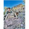 Image 4 : 5-day Coues deer hunt for Two in Sonora Mexico with Mesquite Mountain Outfitters