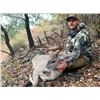Image 6 : 5-day Coues deer hunt for Two in Sonora Mexico with Mesquite Mountain Outfitters
