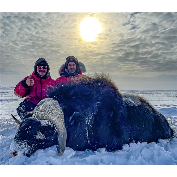 8-day Canadian Arctic Musk Ox hunt for 1 hunter with Canada North Outfitting