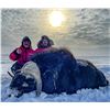 Image 1 : 8-day Canadian Arctic Musk Ox hunt for 1 hunter with Canada North Outfitting