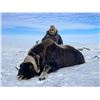 Image 3 : 8-day Canadian Arctic Musk Ox hunt for 1 hunter with Canada North Outfitting