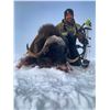 Image 4 : 8-day Canadian Arctic Musk Ox hunt for 1 hunter with Canada North Outfitting