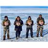 Image 5 : 8-day Canadian Arctic Musk Ox hunt for 1 hunter with Canada North Outfitting