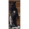 Image 4 : 3-day Idaho Black Bear Hunt with Yellow Wolf Ranch – Idaho Resident Only