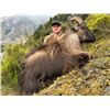 Image 14 : 5-day New Zealand Trophy Himalayan Bull Tahr with Southern Mountain Adventures
