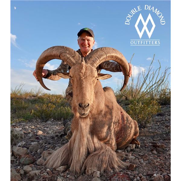 Texas Free Range Aoudad Hunt For 1 Hunter with Double Diamond Outfitters