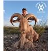 Image 1 : Texas Free Range Aoudad Hunt For 1 Hunter with Double Diamond Outfitters