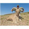 Image 3 : Texas Free Range Aoudad Hunt For 1 Hunter with Double Diamond Outfitters