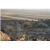 Image 4 : Texas Free Range Aoudad Hunt For 1 Hunter with Double Diamond Outfitters
