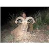 Image 6 : Texas Free Range Aoudad Hunt For 1 Hunter with Double Diamond Outfitters