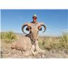 Image 7 : Texas Free Range Aoudad Hunt For 1 Hunter with Double Diamond Outfitters