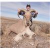 Image 9 : Texas Free Range Aoudad Hunt For 1 Hunter with Double Diamond Outfitters