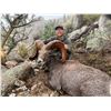 Image 4 : 12-day Free Range Mexico Desert Sheep Hunt with Mesquite Mountain Outfitters