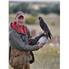 Image 7 : 3-day/3-night Wyoming Falconry Hunting for Two Hunters
