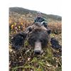Image 9 : 14-Day Alaska Grizzly Bear Hunt with Kokanee Guide Service