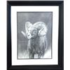Image 1 : Stunning Framed 24 x 30” Charcoal Ram Print by Derek Stevenson