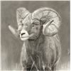 Image 3 : Stunning Framed 24 x 30” Charcoal Ram Print by Derek Stevenson