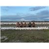 Image 1 : Idaho Snow Goose Hunt for 8 hunters with Four Flyways