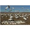 Image 3 : Idaho Snow Goose Hunt for 8 hunters with Four Flyways