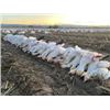 Image 7 : Idaho Snow Goose Hunt for 8 hunters with Four Flyways