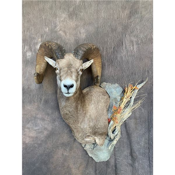 Bennett Taxidermy 50% off a Deer, Antelope or Sheep Shoulder Mount