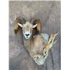 Image 1 : Bennett Taxidermy 50% off a Deer, Antelope or Sheep Shoulder Mount