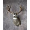 Image 3 : Bennett Taxidermy 50% off a Deer, Antelope or Sheep Shoulder Mount