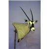 Image 4 : Bennett Taxidermy 50% off a Deer, Antelope or Sheep Shoulder Mount