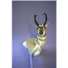 Image 5 : Bennett Taxidermy 50% off a Deer, Antelope or Sheep Shoulder Mount