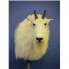 Image 6 : Bennett Taxidermy 50% off a Deer, Antelope or Sheep Shoulder Mount