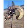 Image 3 : 'The Skull Crusher' Ram Skull