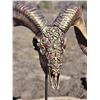 Image 4 : 'The Skull Crusher' Ram Skull