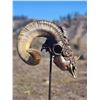 Image 5 : 'The Skull Crusher' Ram Skull