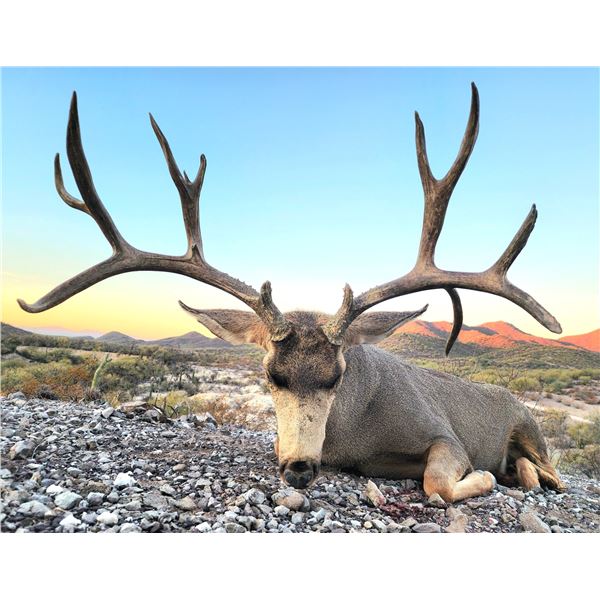 6-day Free Range Mexico Mule Deer Hunt with Sonora Grande Hunting Company