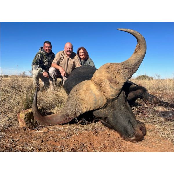 Nahla Safaris Cape Buffalo