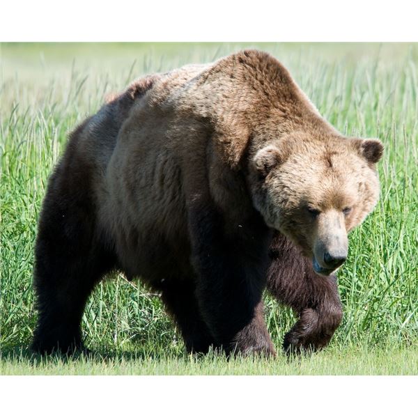 Trophy Alaska Brown Bear and Coastal Black Bear Hunt