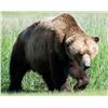 Image 1 : Trophy Alaska Brown Bear and Coastal Black Bear Hunt