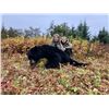 Image 4 : Trophy Alaska Brown Bear and Coastal Black Bear Hunt