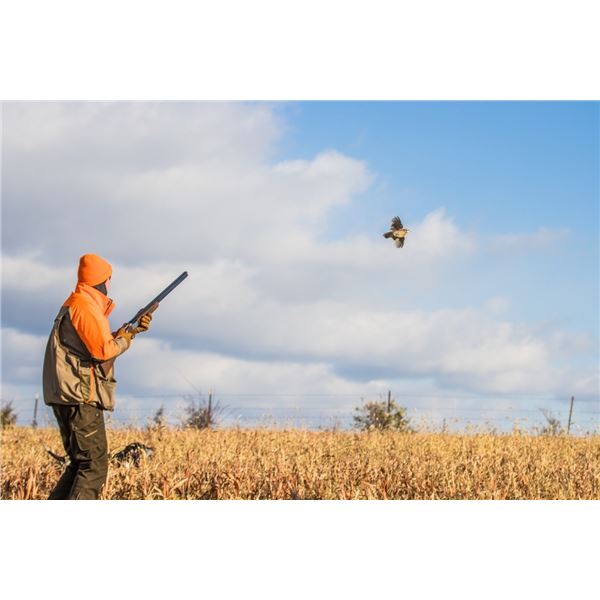Hunt Pheasant and Quail in Southern Iowa