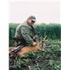 Image 4 : 7-day Roe Deer Hunt in Serbia