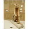 Image 2 : 11" walking grizzly bear and cub by Aningayou fro Savoonga (2)