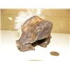 Image 4 : 5" whale vertebrae carved mask (2)