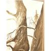 Image 2 : Original water color by Diana Tillion - famous Alaskan Artist 26"x17.5" man walking through trees (1