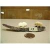 Image 1 : 2 - 1" musk ox mounted on whale bone by Robert Kokuluk (2)
