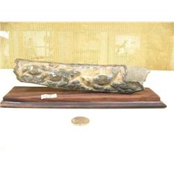 9" relief carved mammoth ivory of 5 swimming sea cows M021 (2)