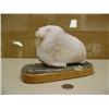Image 1 : Rink alabaster walrus on base by Mike Scott (25)