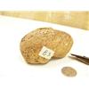 Image 3 : Fossilized whale ear drum, slate artifact ulu blade, ancient seal harpoon (2)